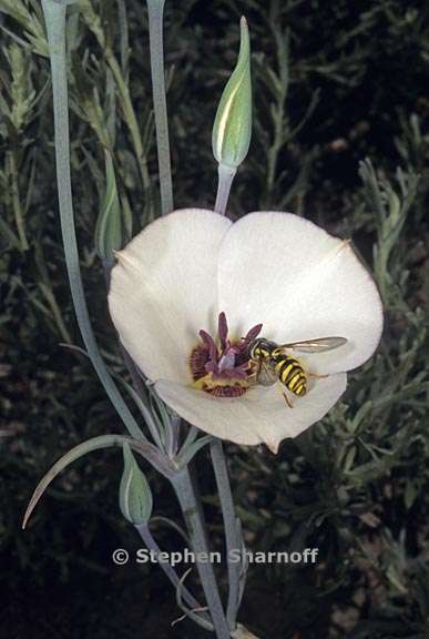 calochortus invenustus 3 graphic